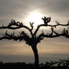 Wait… Remain… Abide…